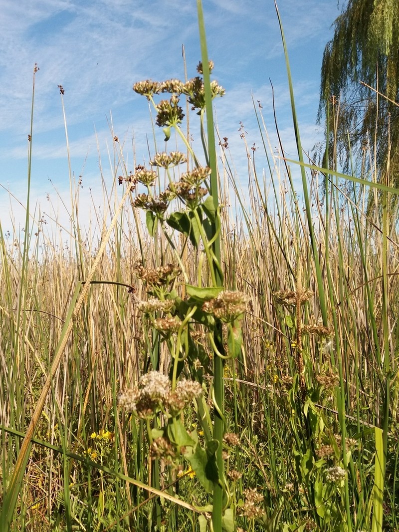 Mikania mendocina photo 3