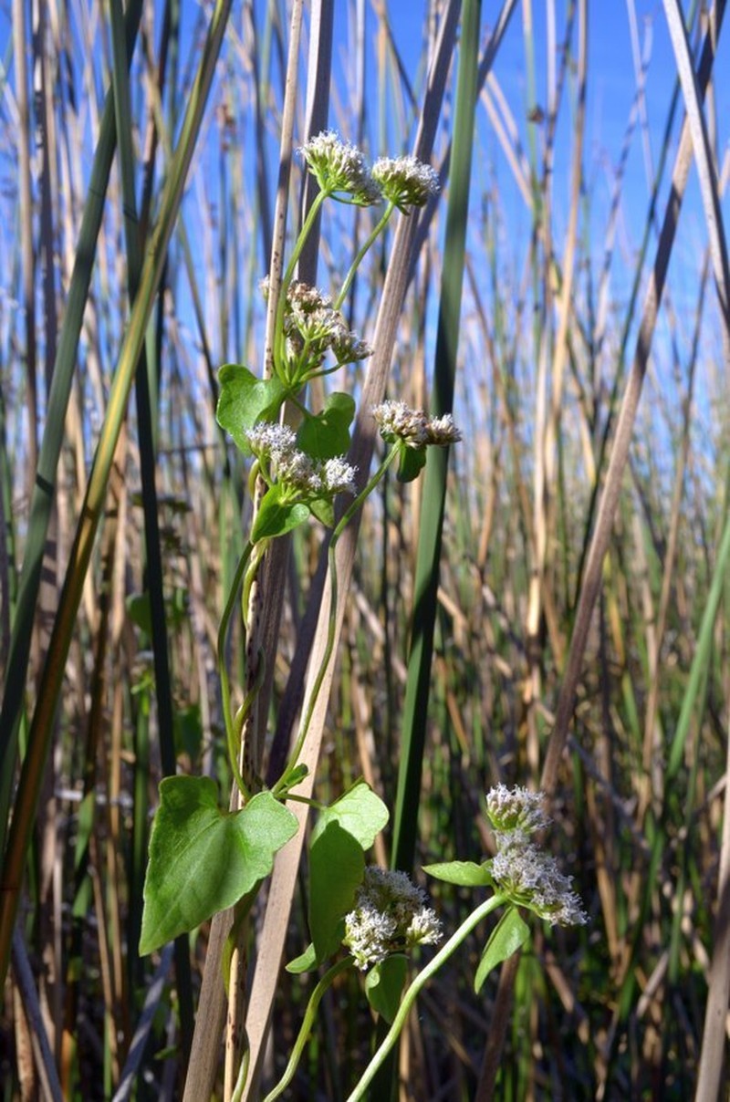 Mikania mendocina photo 4