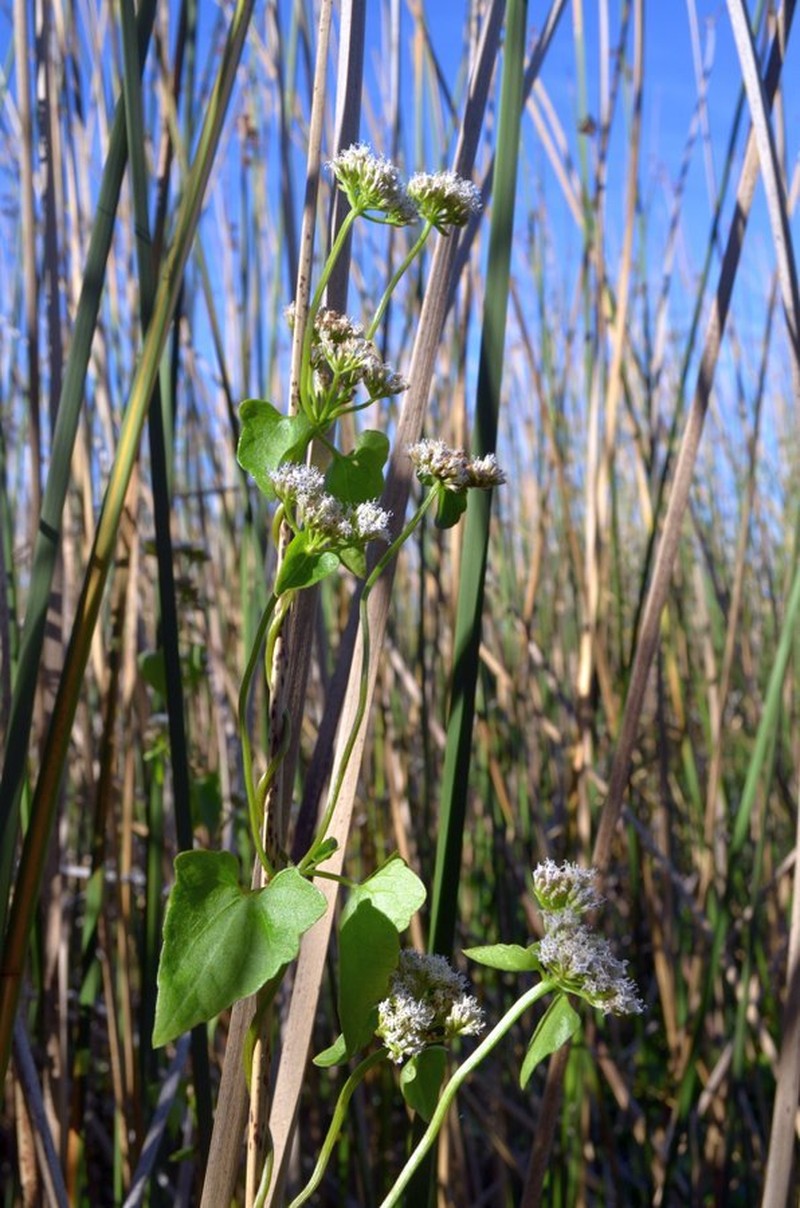 Mikania mendocina photo 7