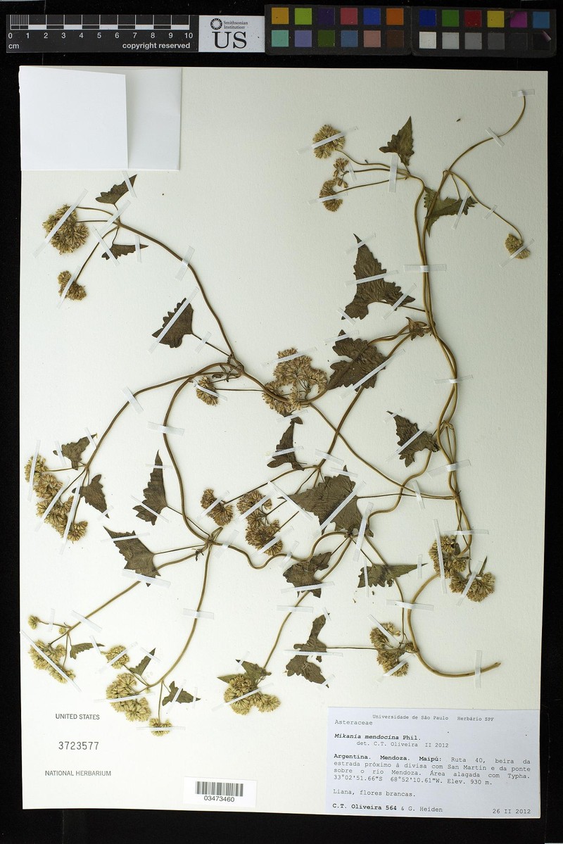 Mikania mendocina photo 8