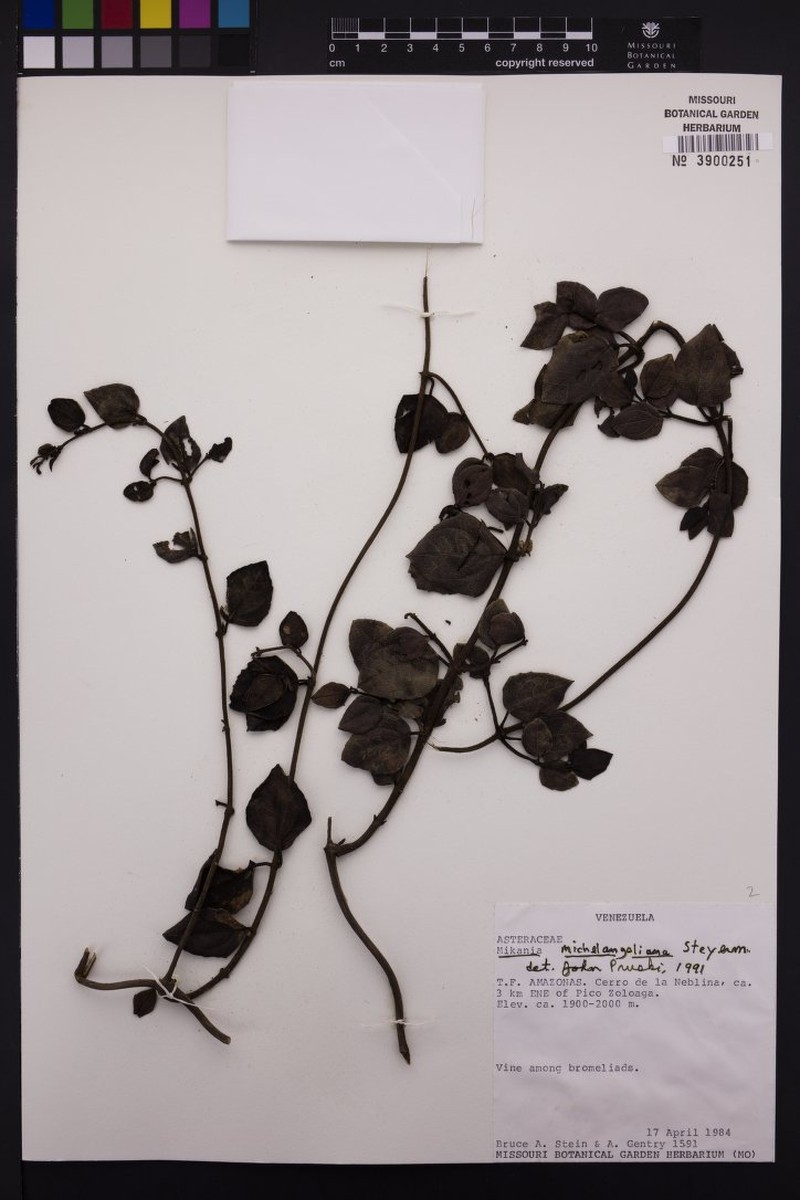 Mikania michelangeliana