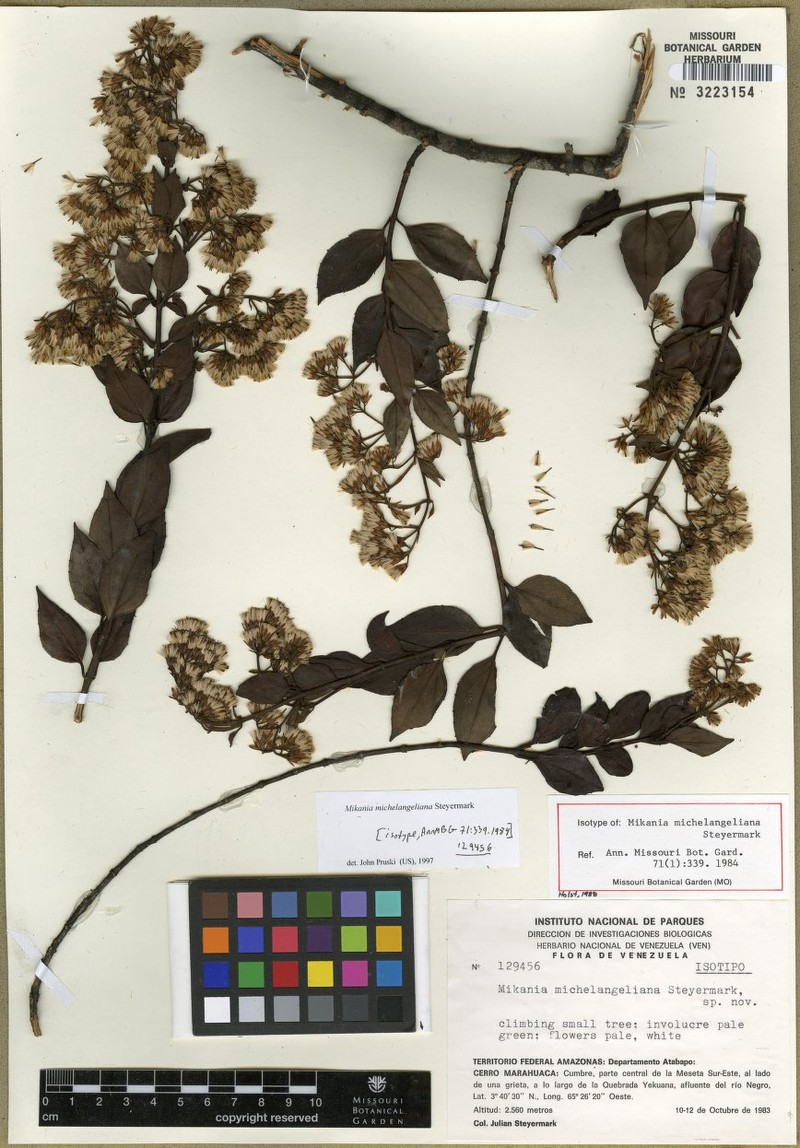 Mikania michelangeliana photo 2