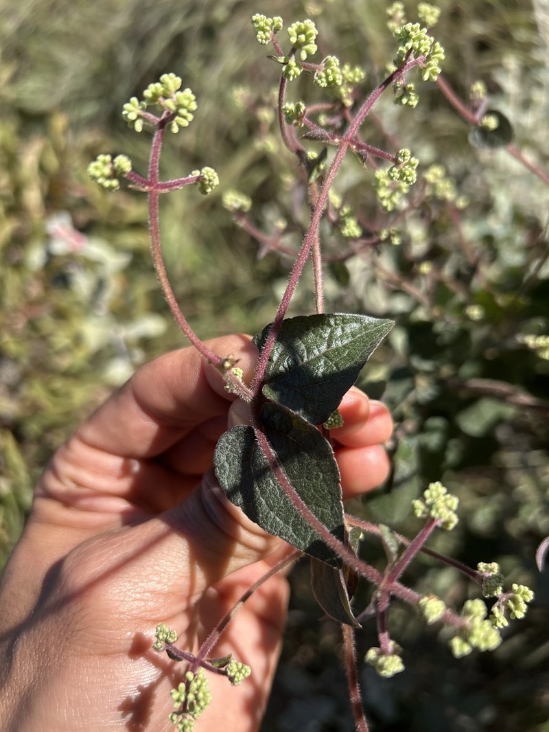 Mikania microcephala