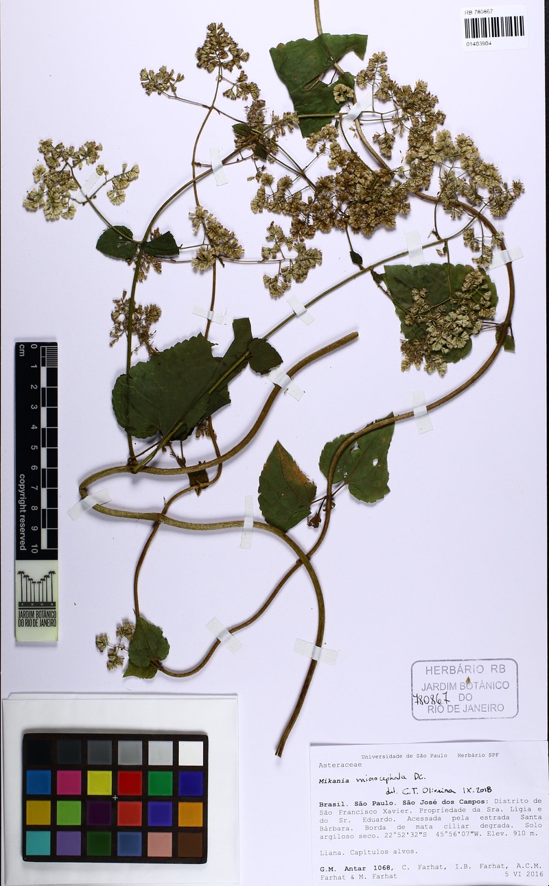 Mikania microcephala photo 6