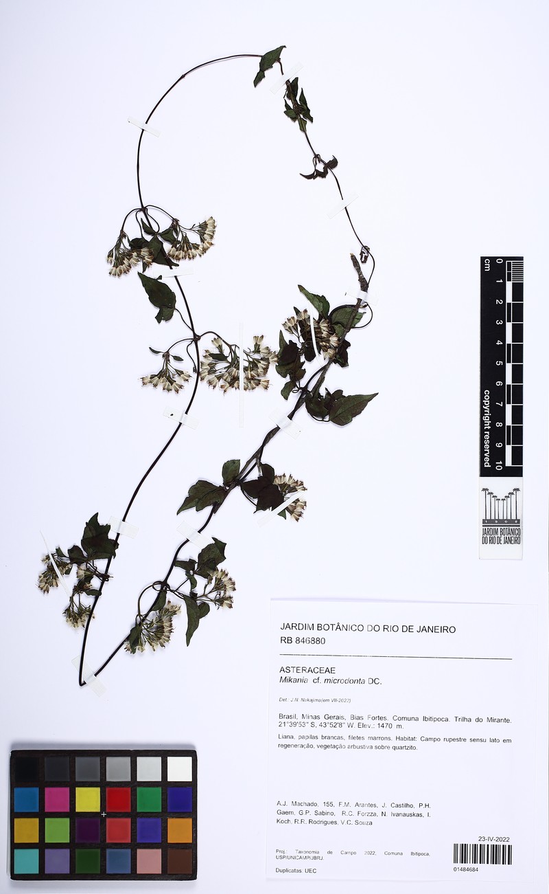 Mikania microdonta