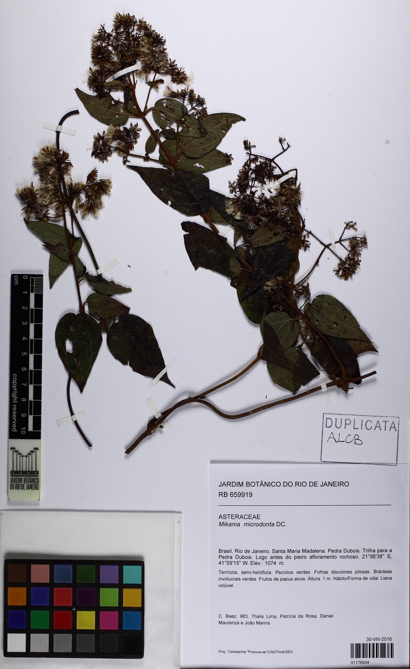 Mikania microdonta photo 2