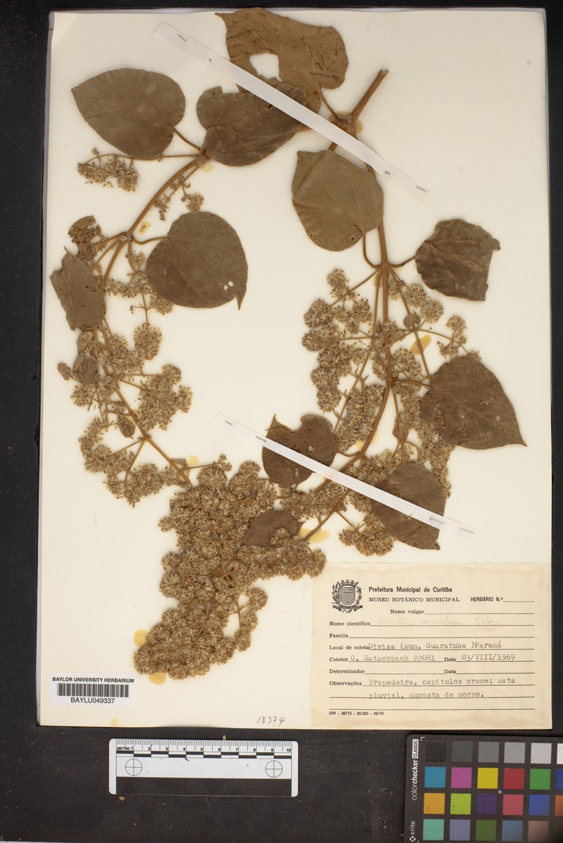 Mikania microlepis