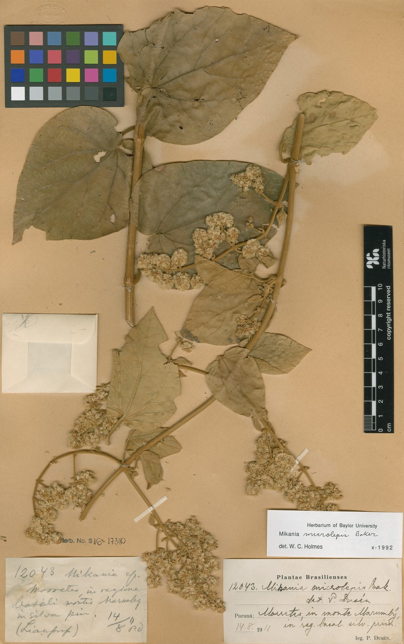 Mikania microlepis photo 2