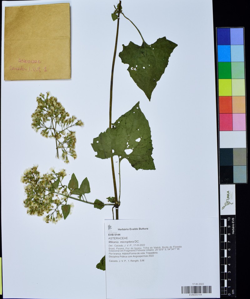 Mikania microptera