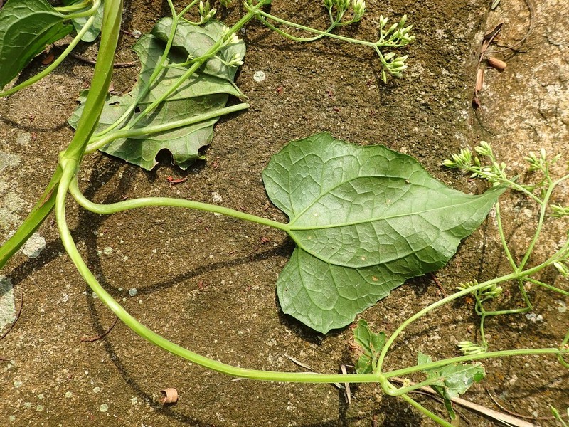 Mikania microptera photo 2