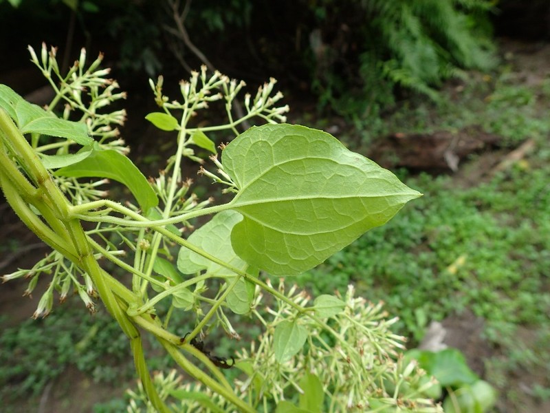 Mikania microptera photo 3