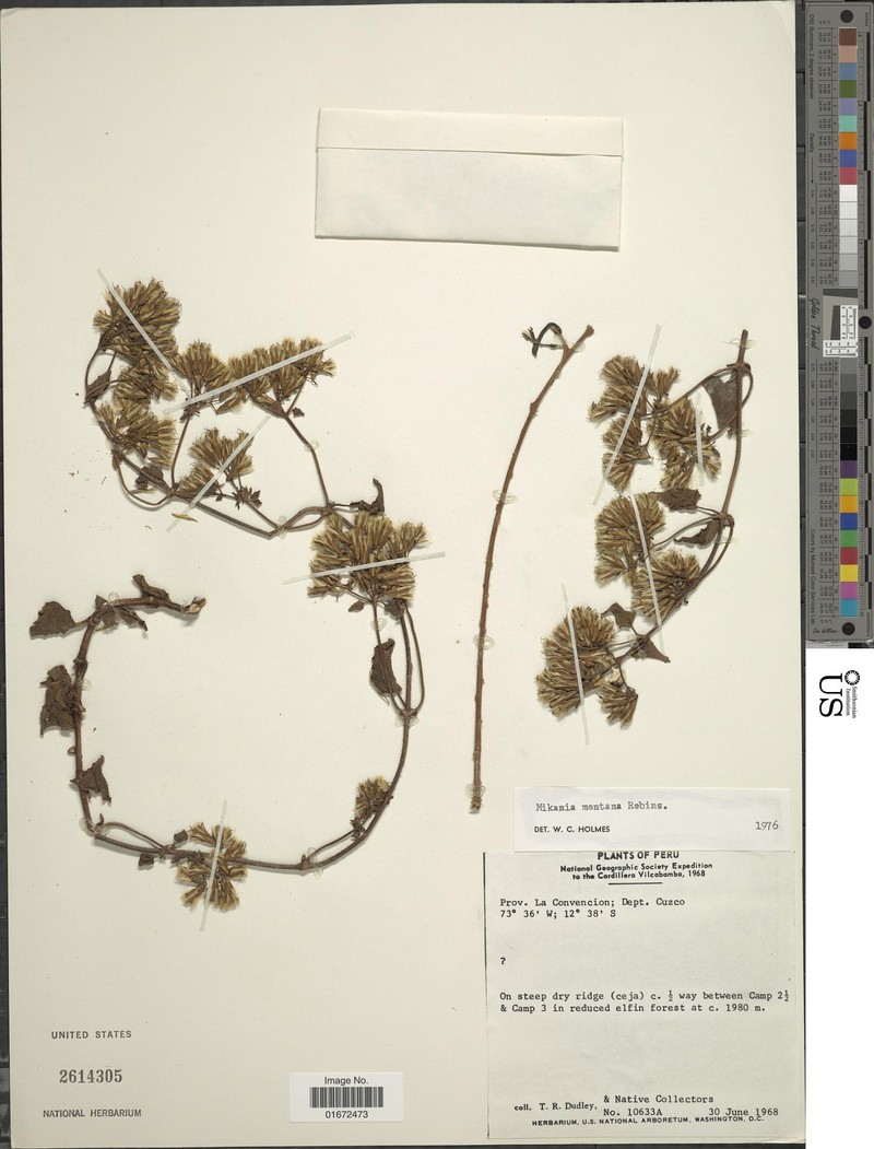 Mikania montana