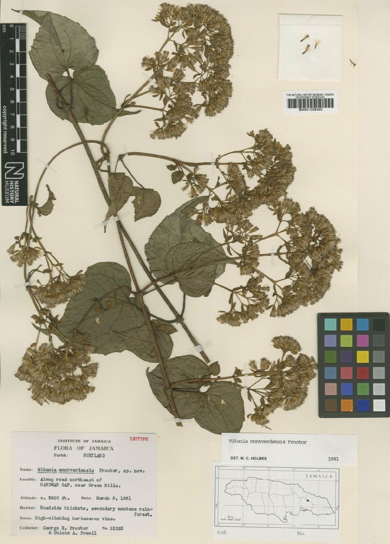 Mikania montverdensis