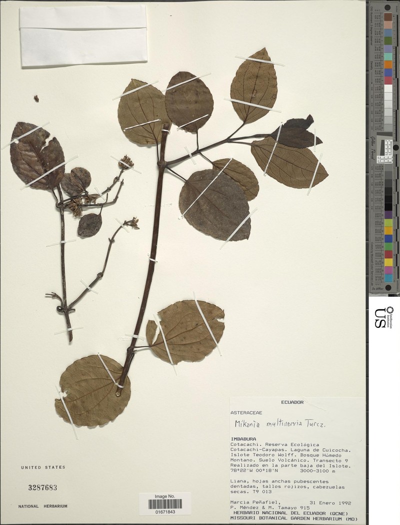 Mikania multinervia