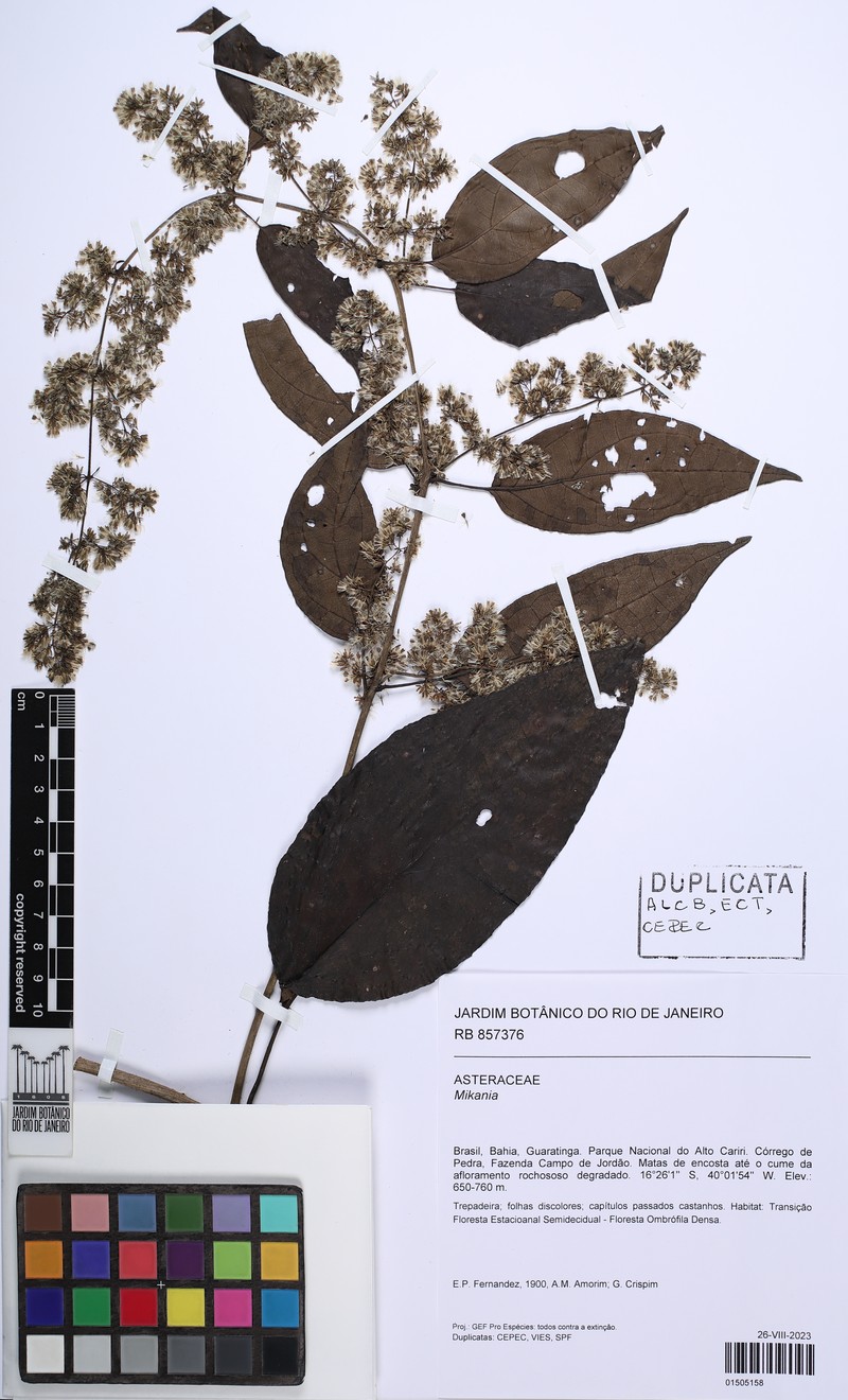 Mikania myriocephala