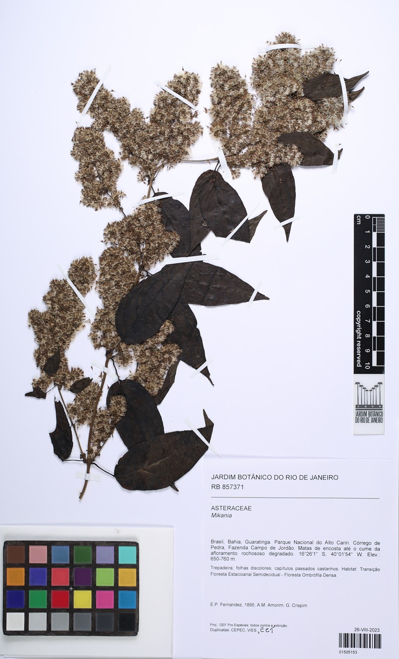 Mikania myriocephala photo 2