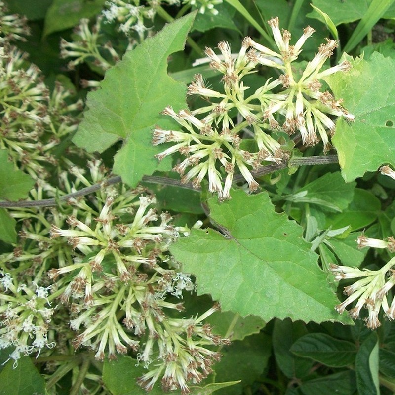 Mikania natalensis