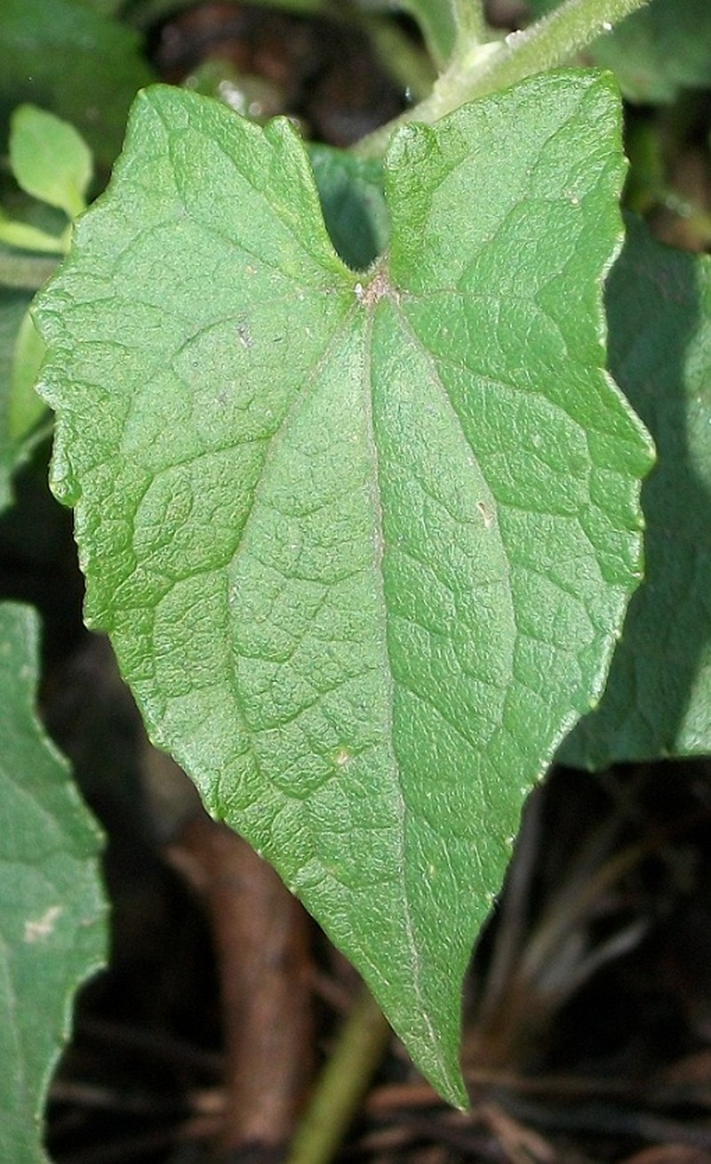 Mikania natalensis photo 2