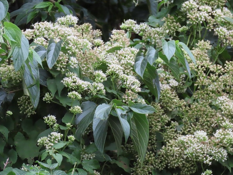 Mikania natalensis photo 3