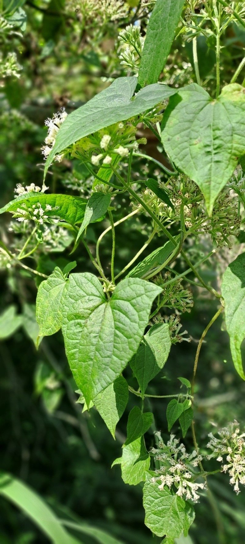 Mikania natalensis photo 4