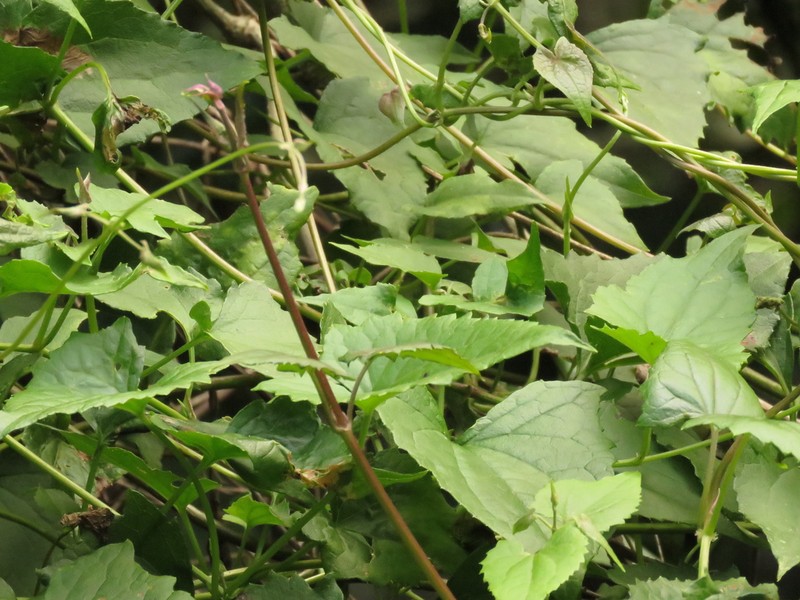 Mikania natalensis photo 5