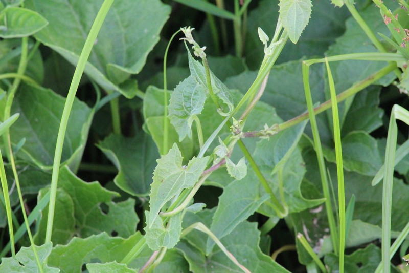 Mikania natalensis photo 6