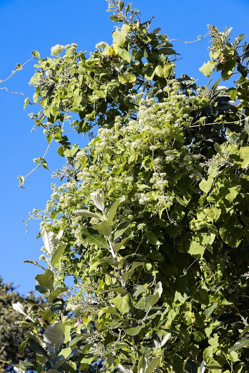 Mikania natalensis photo 7