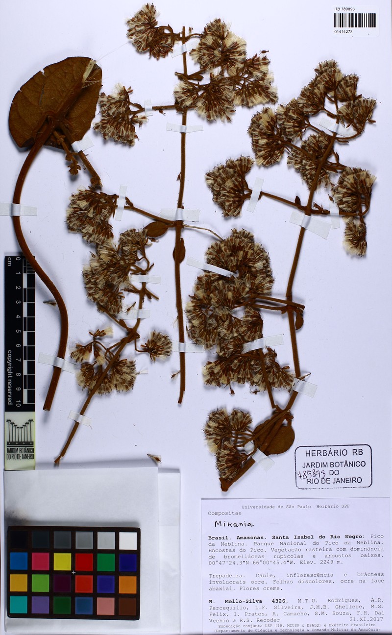 Mikania neblinensis