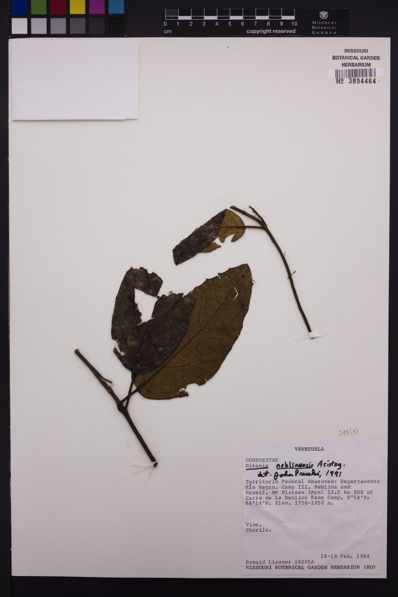 Mikania neblinensis photo 2