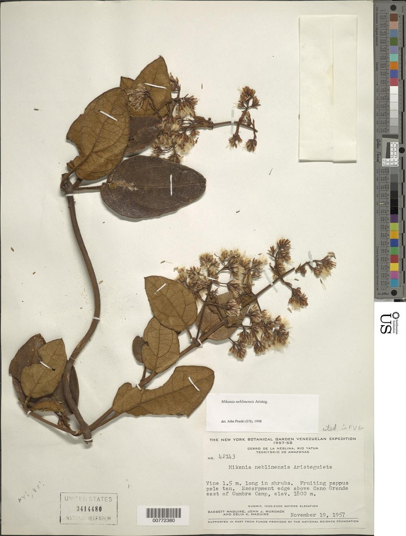 Mikania neblinensis photo 3