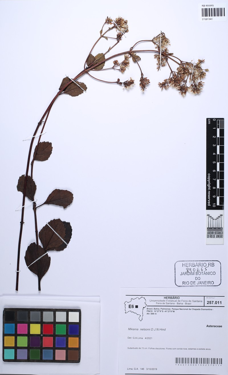 Mikania nelsonii