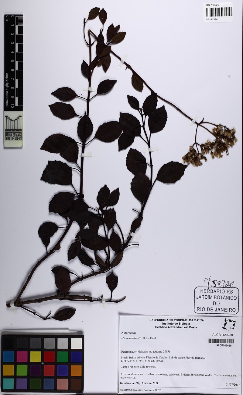 Mikania nelsonii photo 2
