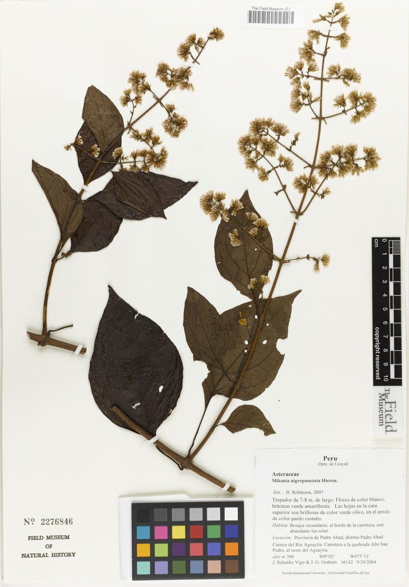 Mikania nemorosa