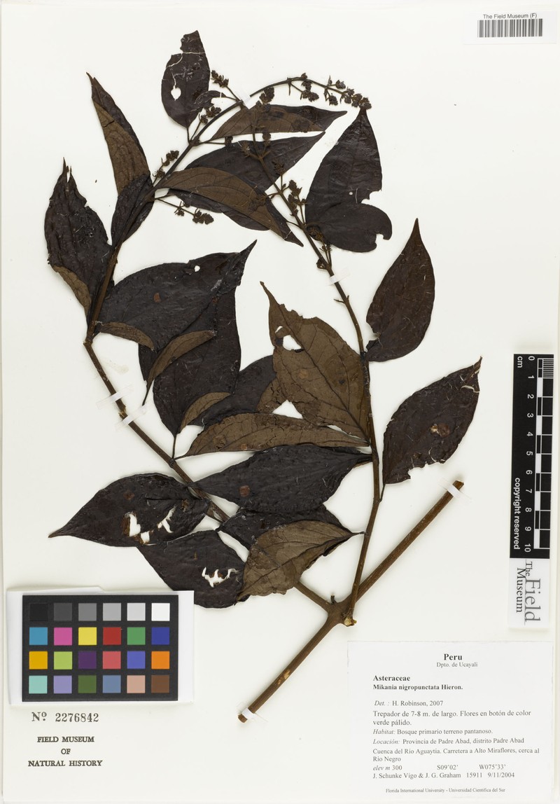 Mikania nemorosa photo 2
