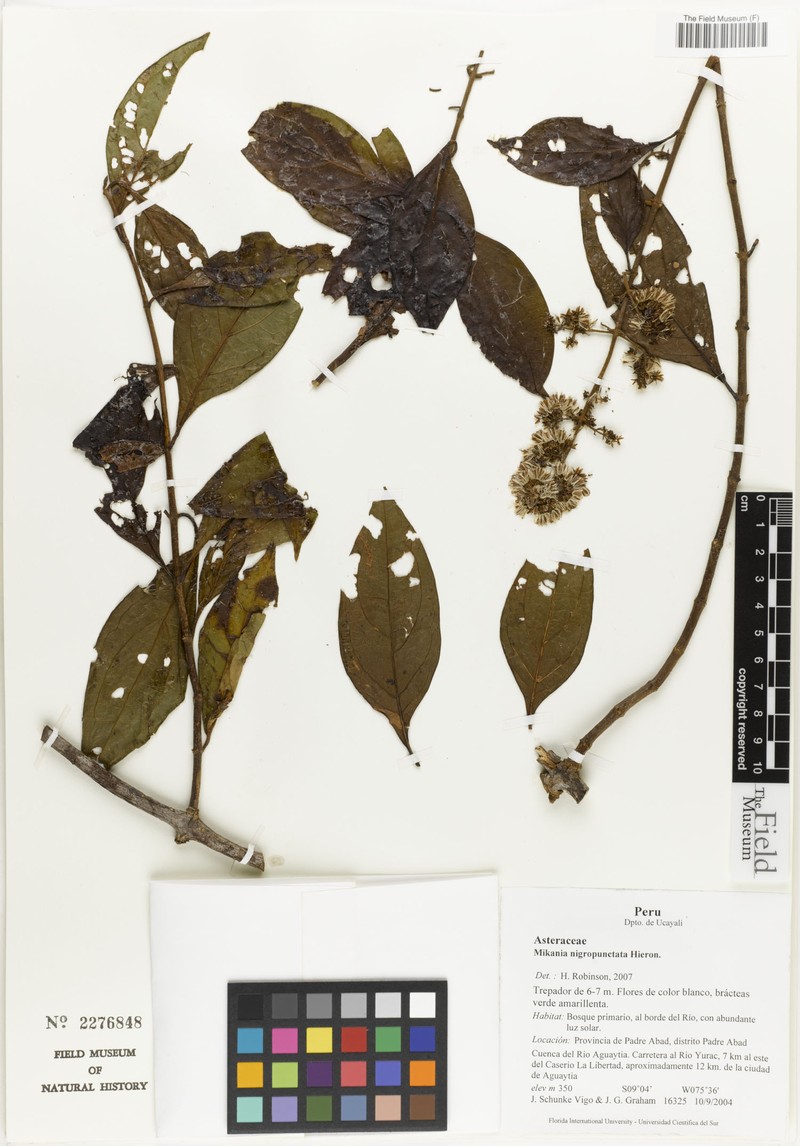 Mikania nemorosa photo 3