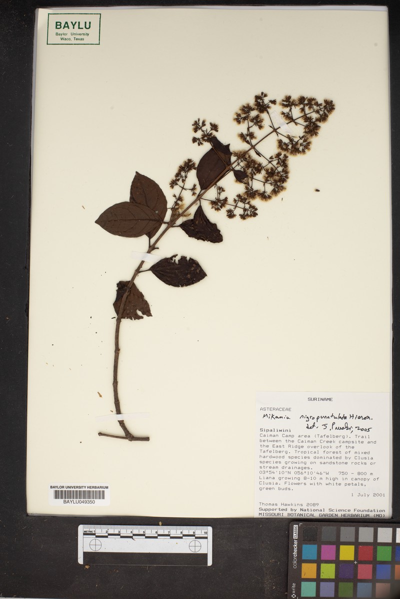 Mikania nemorosa photo 4