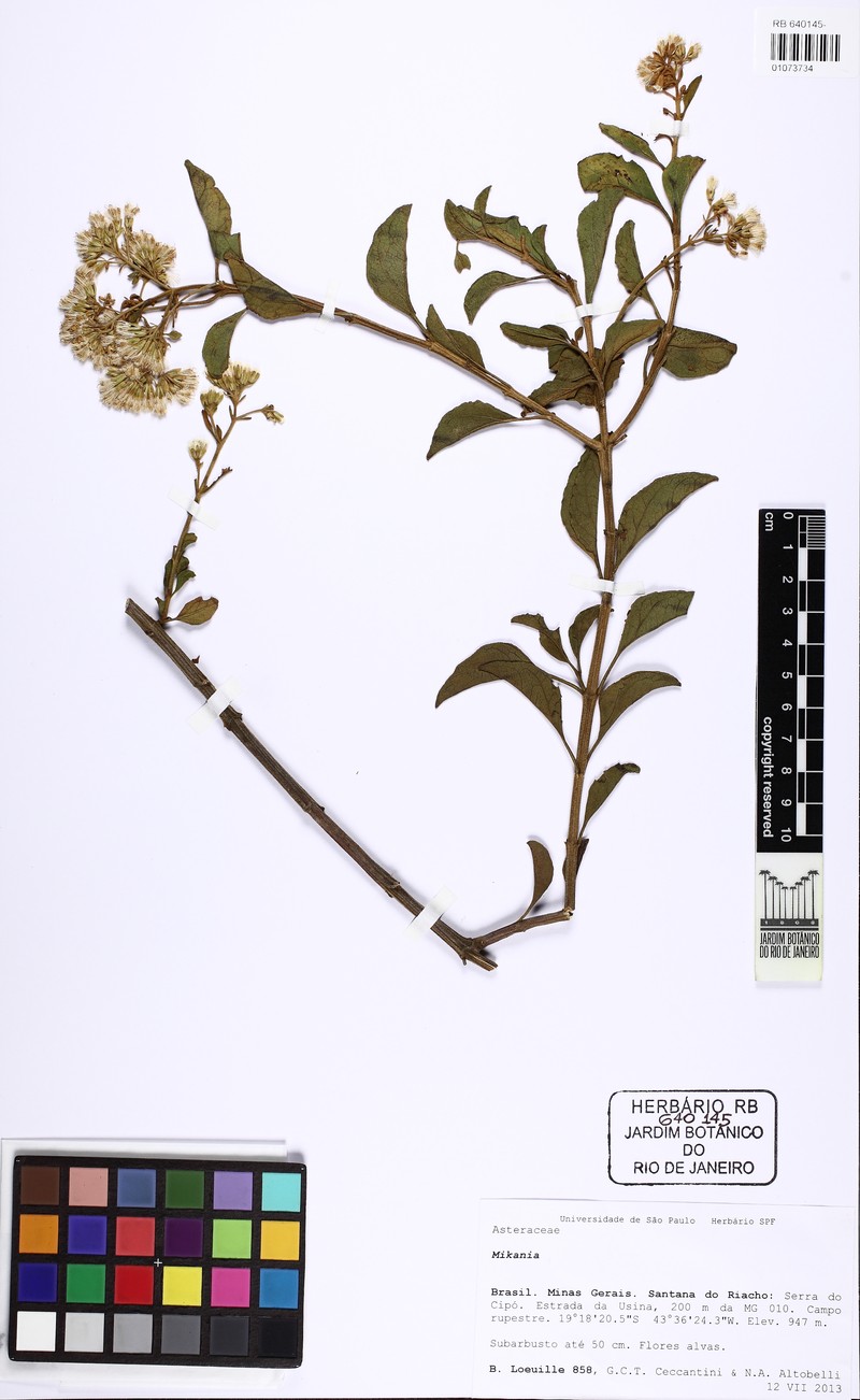 Mikania neurocaula