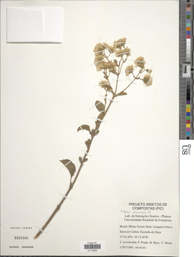 Mikania neurocaula photo 2
