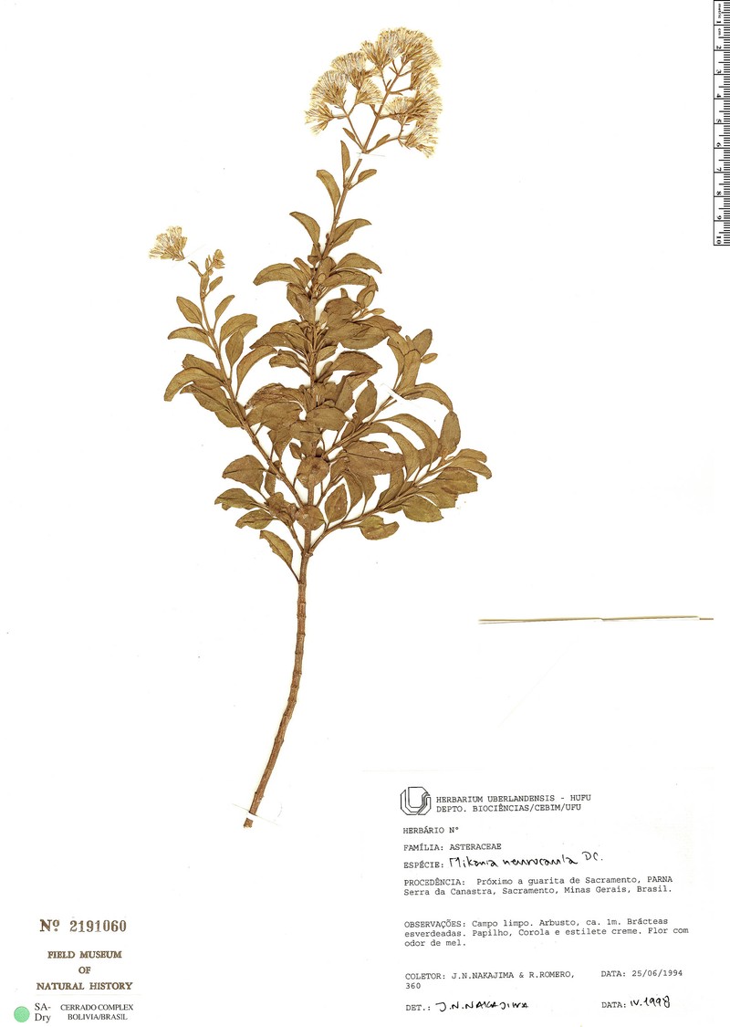 Mikania neurocaula photo 3