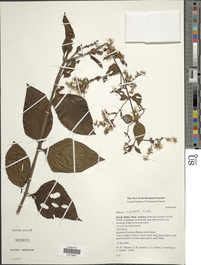 Mikania nigricans