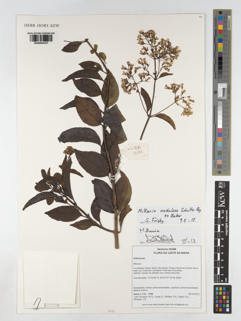 Mikania nodulosa