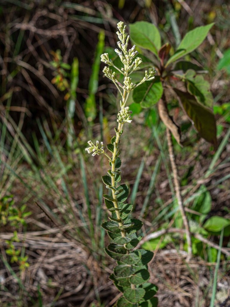 Mikania nummularia