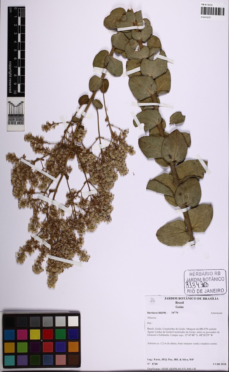 Mikania nummularia photo 2