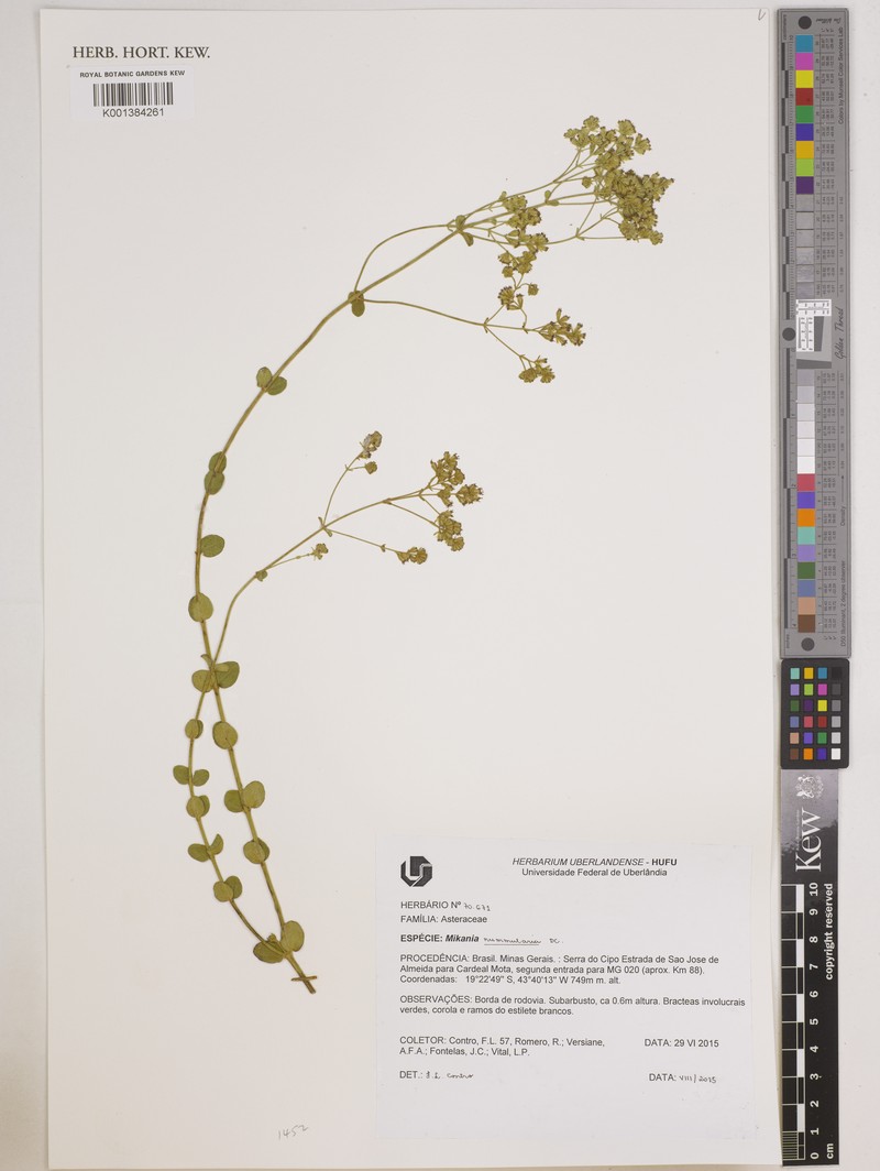 Mikania nummularia photo 3