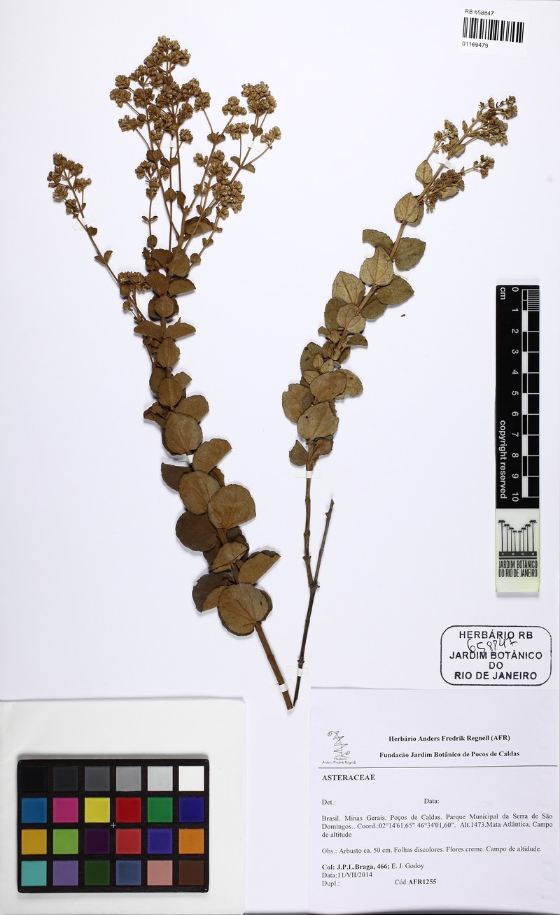 Mikania nummularia photo 4