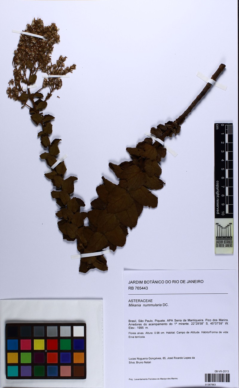 Mikania nummularia photo 5