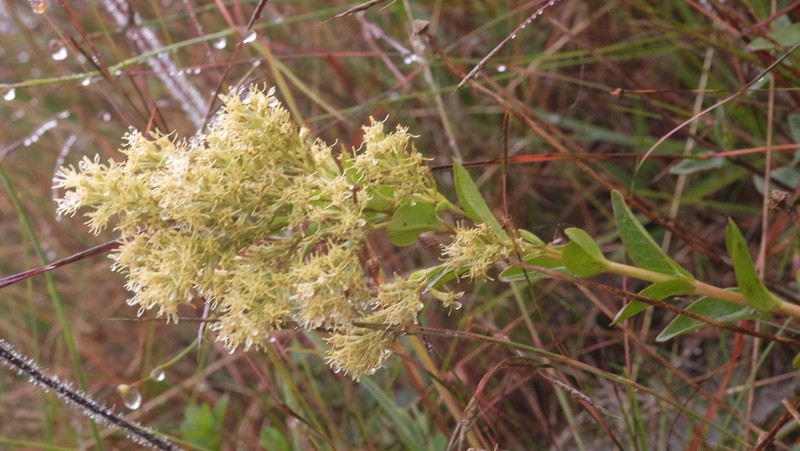 Mikania oblongifolia