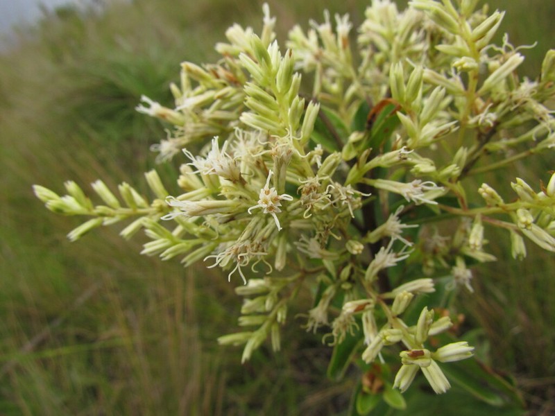 Mikania oblongifolia photo 2