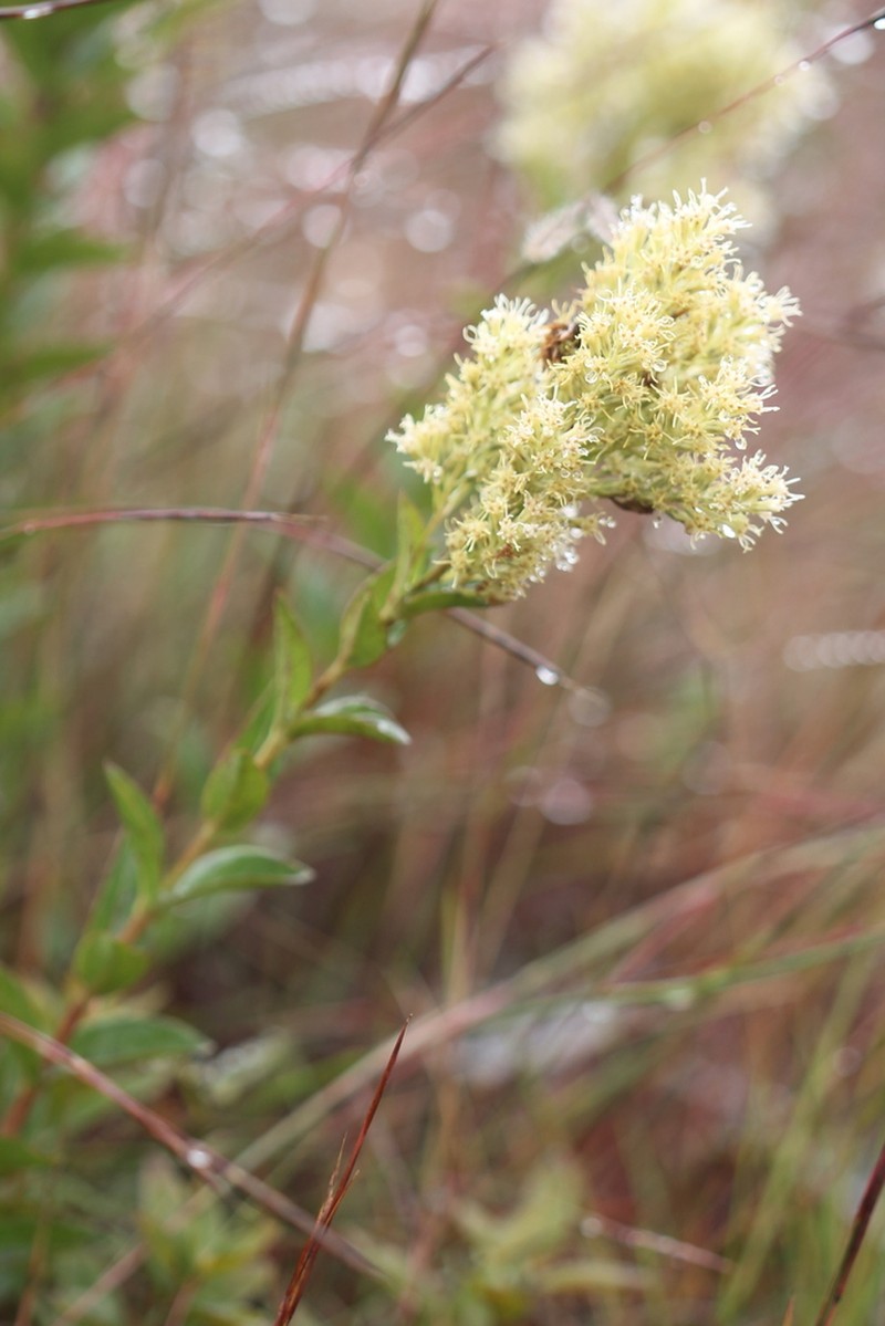 Mikania oblongifolia photo 3