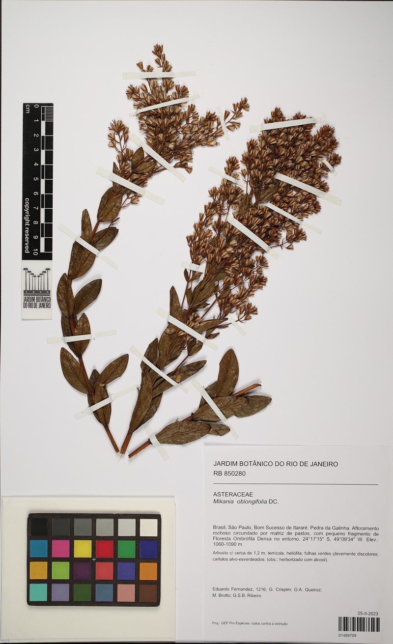 Mikania oblongifolia photo 4